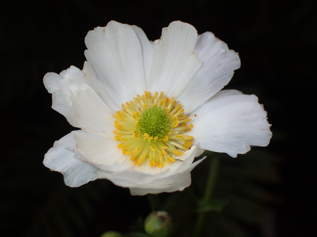 fossilplants's tweet photo. #Ranunculus lyalii the world’s largest buttercup! In flower in the garden at the mo. #NewZealand #MegaHerb https://t.co/z4Ta6JtAPu