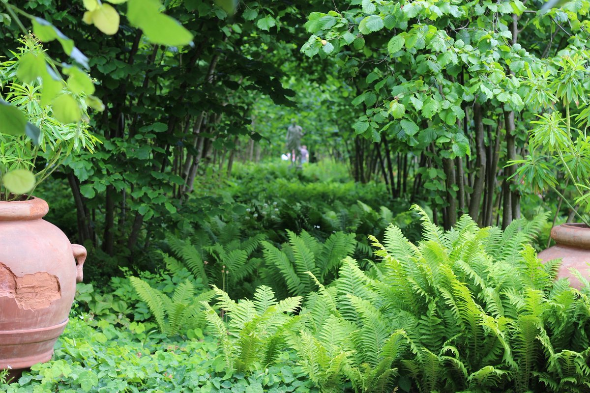 DHgardening's tweet photo. @SissinghurstNT So many! Spectacular explosion of colour in #rosegarden Vibrant green Nuttery &amp; #whitegarden #ferns #lupins #alliums #irisis #SissinghurstNT https://t.co/pM0jSCwaMU
