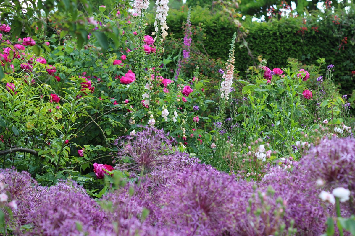 DHgardening's tweet photo. @SissinghurstNT So many! Spectacular explosion of colour in #rosegarden Vibrant green Nuttery &amp; #whitegarden #ferns #lupins #alliums #irisis #SissinghurstNT https://t.co/pM0jSCwaMU