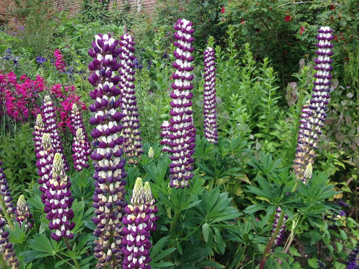 DHgardening's tweet photo. @SissinghurstNT So many! Spectacular explosion of colour in #rosegarden Vibrant green Nuttery &amp; #whitegarden #ferns #lupins #alliums #irisis #SissinghurstNT https://t.co/pM0jSCwaMU