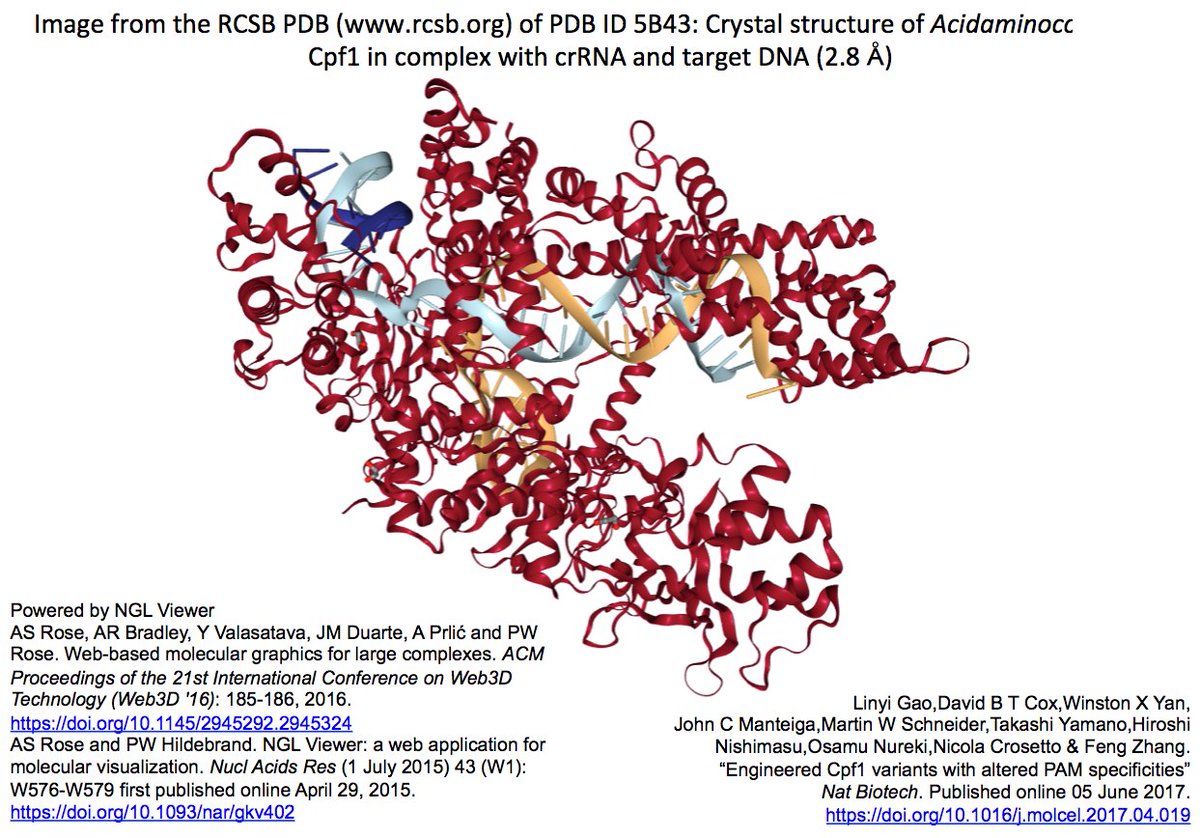 Crisp Science On Twitter Crispr Nat Biotech論文ascpf1変異体rvr