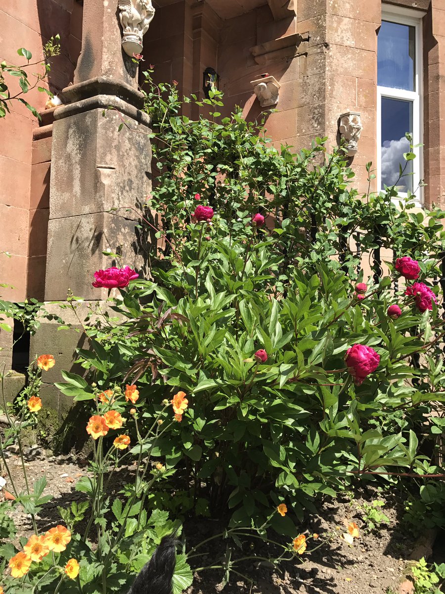 HTreasureHouse's tweet photo. Garden coming to life, looks beautiful against pink sandstone #garden #countryliving #countrylife #flowers https://t.co/JvTQarWae7