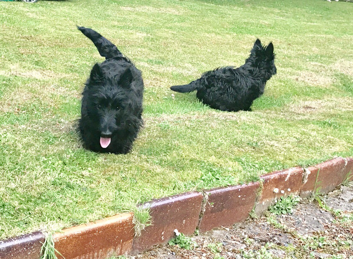 HTreasureHouse's tweet photo. Here comes the boss #demelza #scottishterrier #scottishgarden https://t.co/t3aysBUuGK