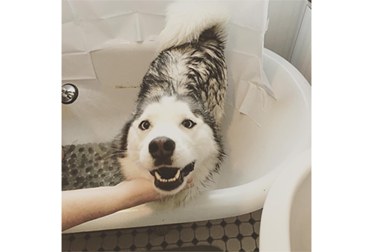Moofio's tweet photo. Doggo Weirdos Who Love Baths https://t.co/tSEA2YnapZ #doglover #dogs https://t.co/DDB3VAbfqs