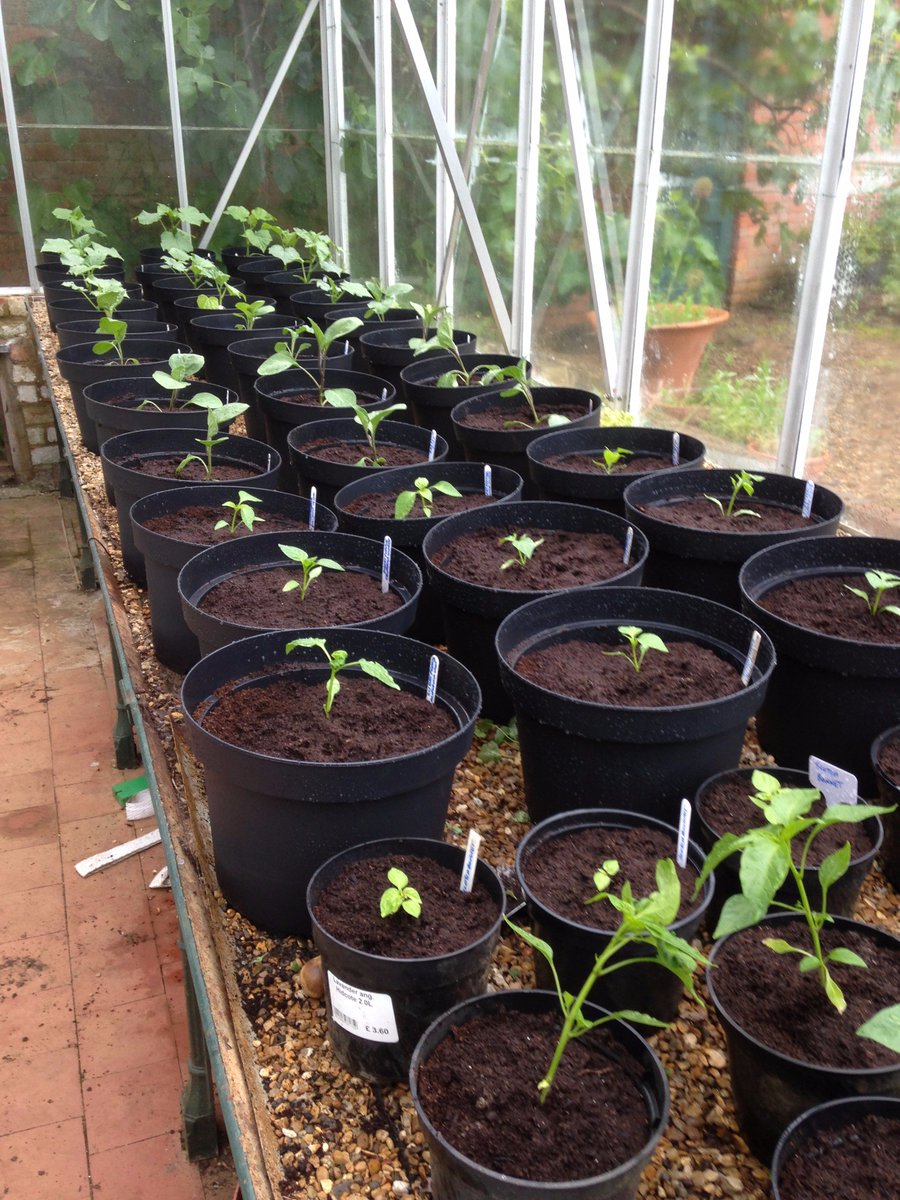 borrowedgarden's tweet photo. Potting up of tomatoes &amp; aubergine https://t.co/FI8j0hDb8G