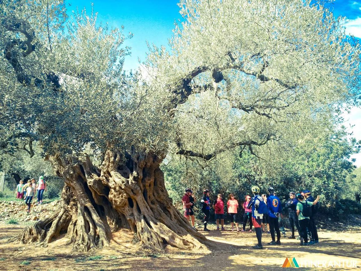 Itinerantur's tweet photo. Este dissabte a @canetloroig se viurà una jornada inigualable! #Natura #Cultura #Gastronomia #Biodiversitat >> info@itinerantur.com << https://t.co/uaYGHucSPw
