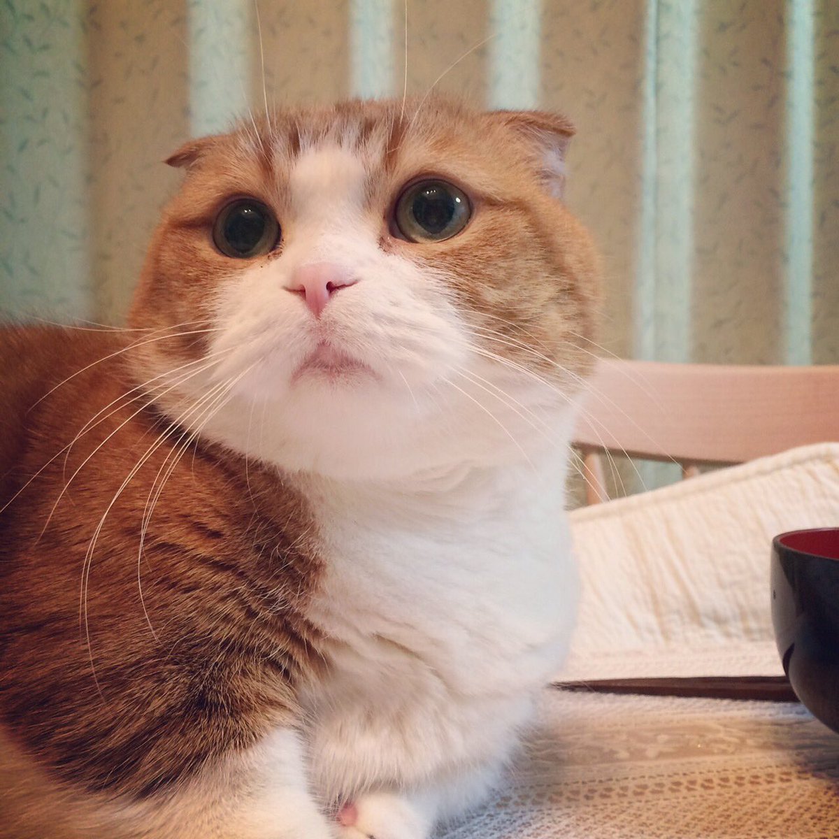 merunyaa's tweet photo. まん丸顔

#マンチカン #短足 #耳折れ https://t.co/BIKM69cVzo