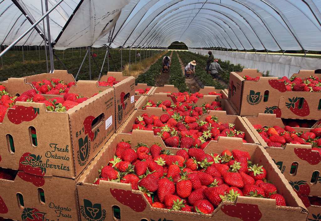 It's going to be a berry good time this weekend at the LaSalle Strawberry festival! Details: bit.ly/1XGHFpY