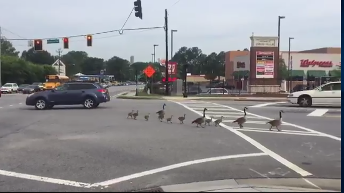 TicketPlanet_FL's tweet photo. These geese are lucky to not worry about #SpeedingTickets, you could be lucky too! Download https://t.co/CV3iLz2NYj! https://t.co/N7NDjrijGp https://t.co/iImwIbeC28