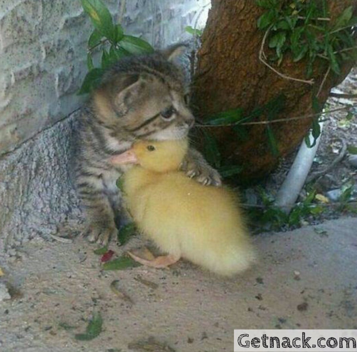 Nackforkindness's tweet photo. Let us be kind to one another, to be aware of each other's needs, and try to help in that regard โ๏ธ #TuesdayMotivation #RandomActsofCoffee https://t.co/VC8DH6HWTv