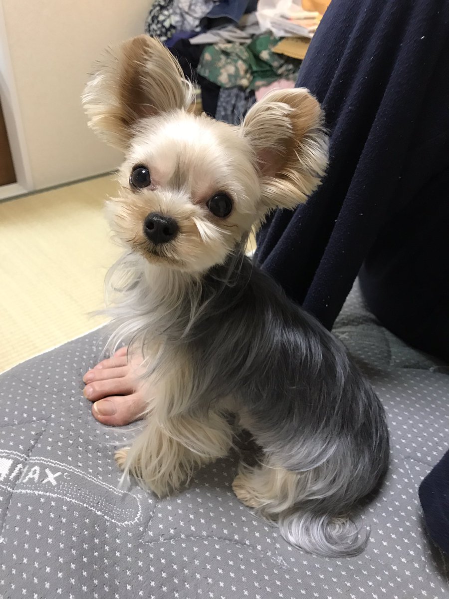 ヨーキーゆず とママ U Tvitteri ヨーキー1歳ゆずちゃん女の子です よろしくお願いします 犬好きさんと繋がりたい ヨーキーゆず とママ U Tvitteri ヨーキー1歳ゆずちゃん女の子です よろしくお願いします 犬好きさんと繋がりたい