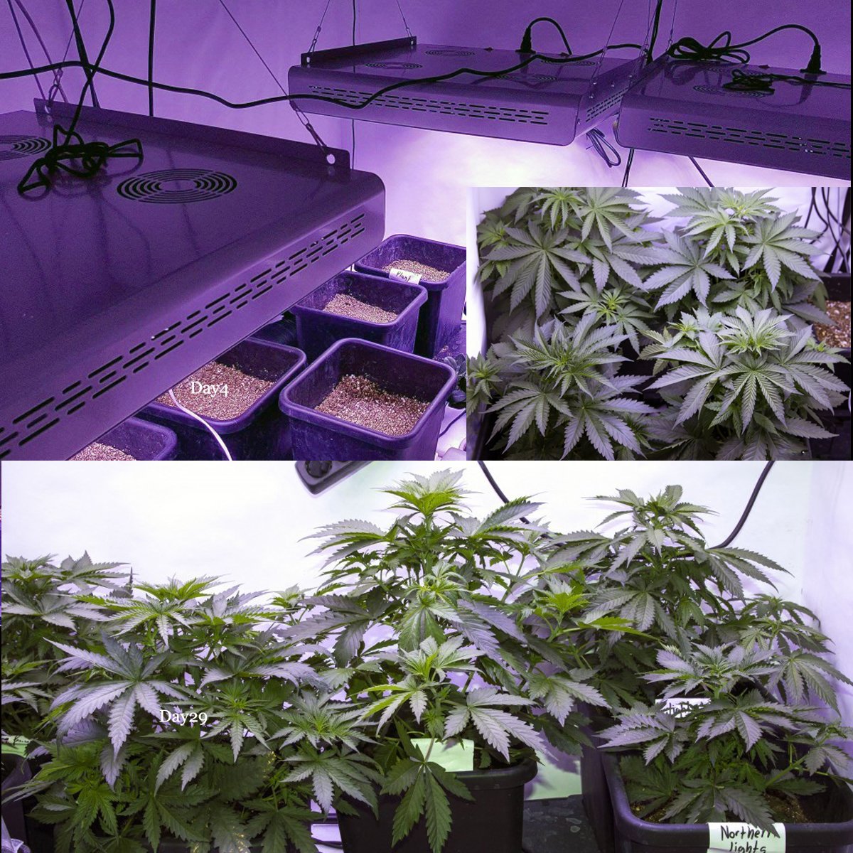 MarsHydroLight's tweet photo. <10 Plant With 3 MarsProIIEpistar320>#8post DAY 29 Plants are still growing much faster than expected. https://t.co/dWgMI8GXKY https://t.co/M7lzOTrtB6