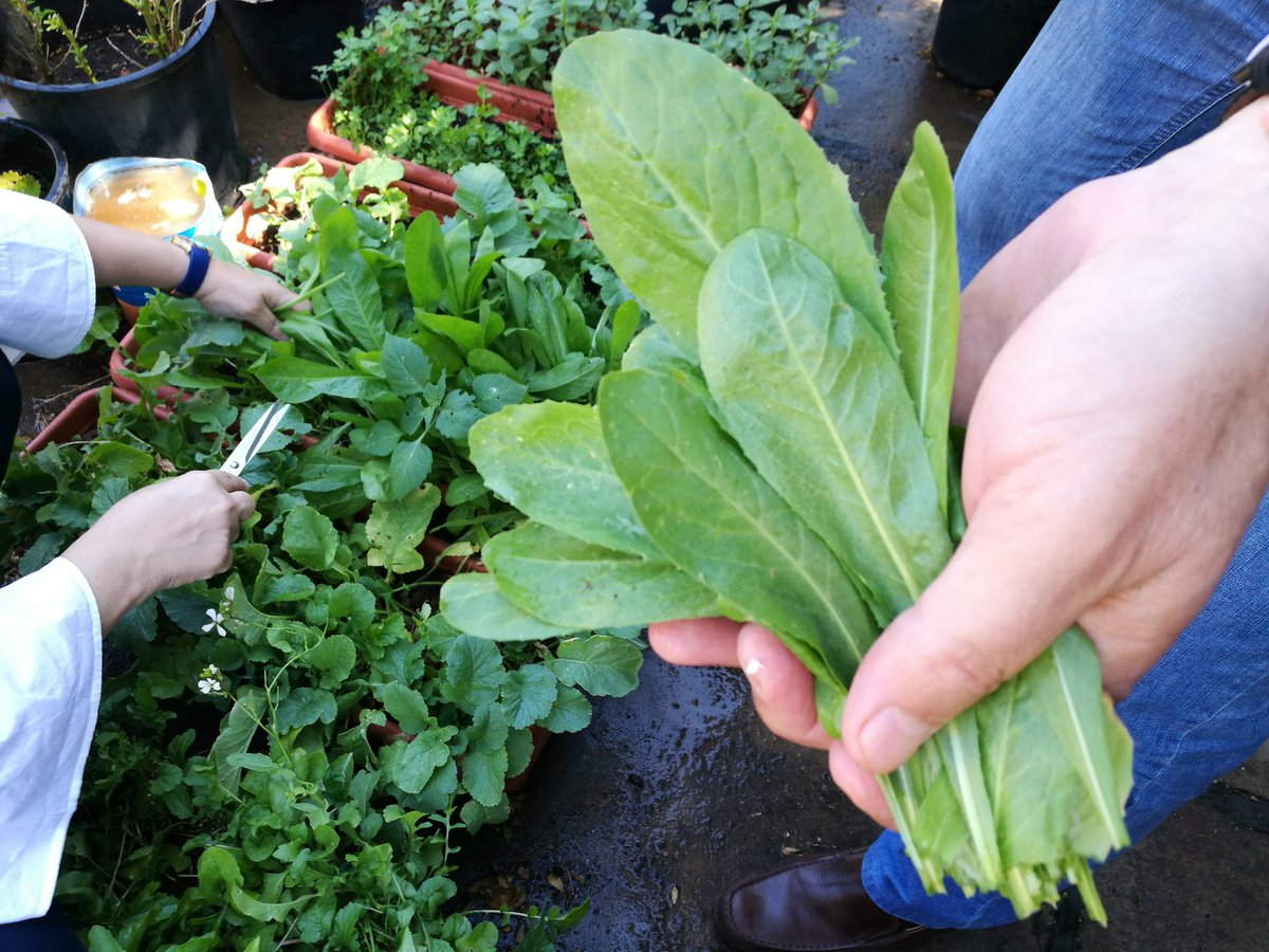 nga_architects's tweet photo. Fresh greens for lunch, planted on the roof
#plantandthoushaltbesaved
#anacorbero
#sustainable #good #food #slowfood #lifeattheoffice https://t.co/RqUvC3jwUV
