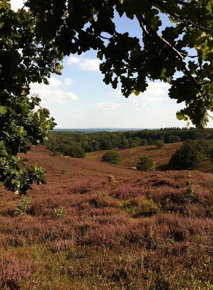 Mijn mooiste herinnering... een stukje natuur op de Posbank.
#bolvandefoto