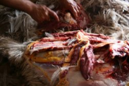 oz_zooarch's tweet photo. #FunZooarchFact- It's been hypothesized that emu longbones weren't cracked open to access the marrow as yellow fat was easily accessible. https://t.co/qfP54ca9WJ
