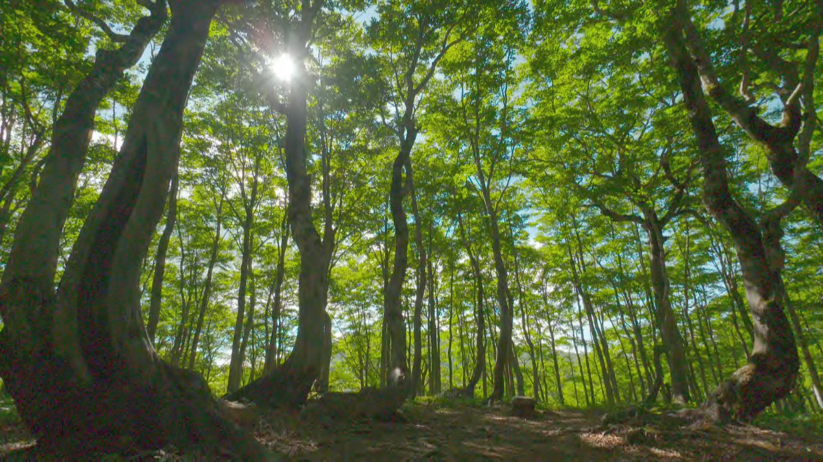 ブナ原生林 Twitter Search