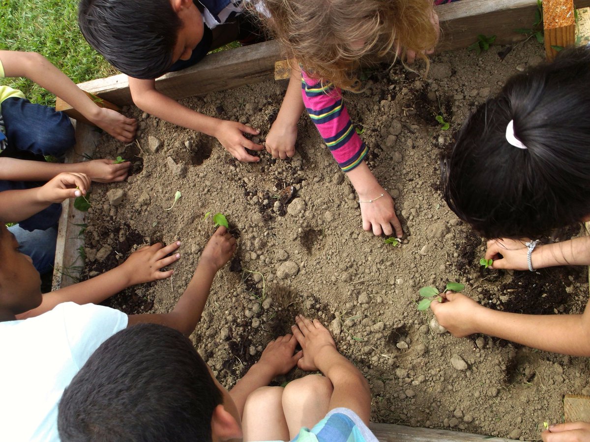 Semi et récolte au jardin avec l'école des semailles! #sensibilisation #agriculturebio #biodiversité #lamainàlaterre bit.ly/2sc8slP