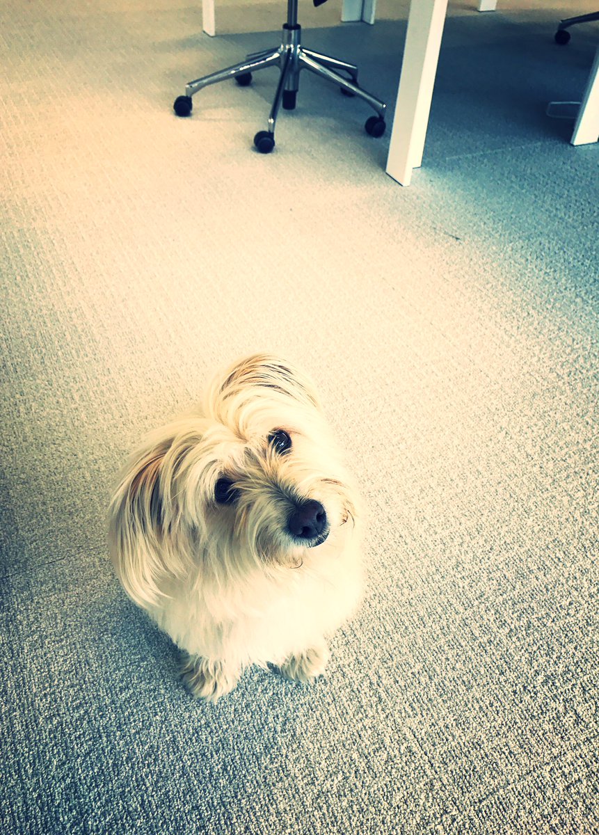 Prevent_Group's tweet photo. Honden op de werkvloer? Minder stress bij de baasjes! https://t.co/Um7KtZ1YQU