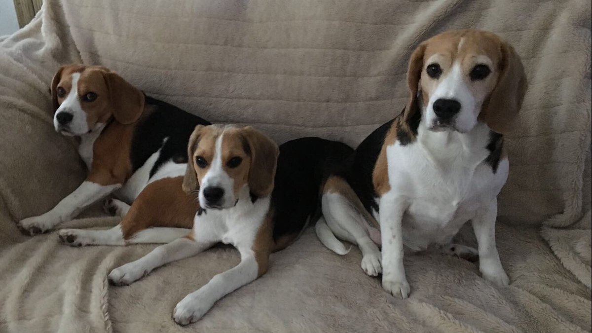 jackiemurphy69's tweet photo. Our babies Rafferty Darcy &amp; puppy Oakley 🐾🐶🐾🐶🐾🐶🐾 https://t.co/RKDMk1WZai