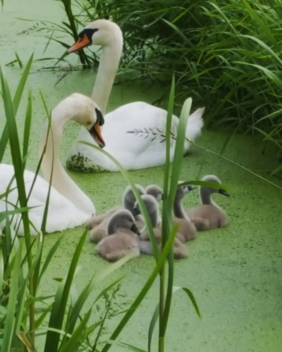 Everyone is strying to stay out of the gales this morning.
#duckandcover #somersetlevels #swans #signet #countrylife #somerset #wildlife