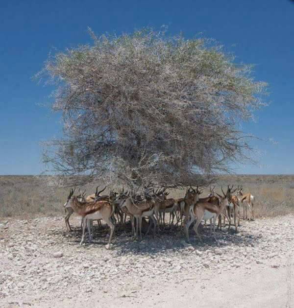 Amit72725448's tweet photo. Value of tree https://t.co/6ioPptSRtR