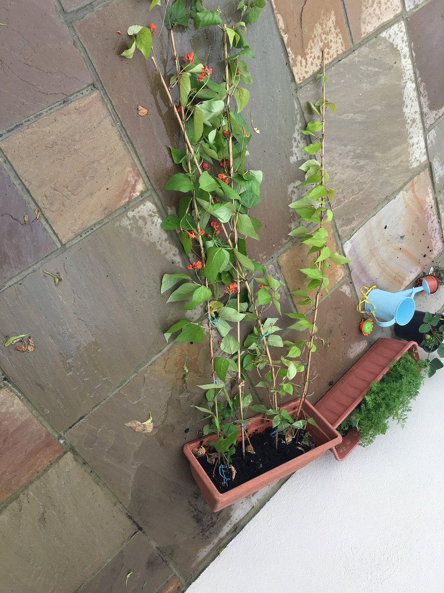 StrongstemsHE's tweet photo. Erm i would say it is windy! #sowandgrowuk #poorbeans #rescue #lostsomebuds #help @giyireland #TeamAwan https://t.co/hCc4kRtMzU