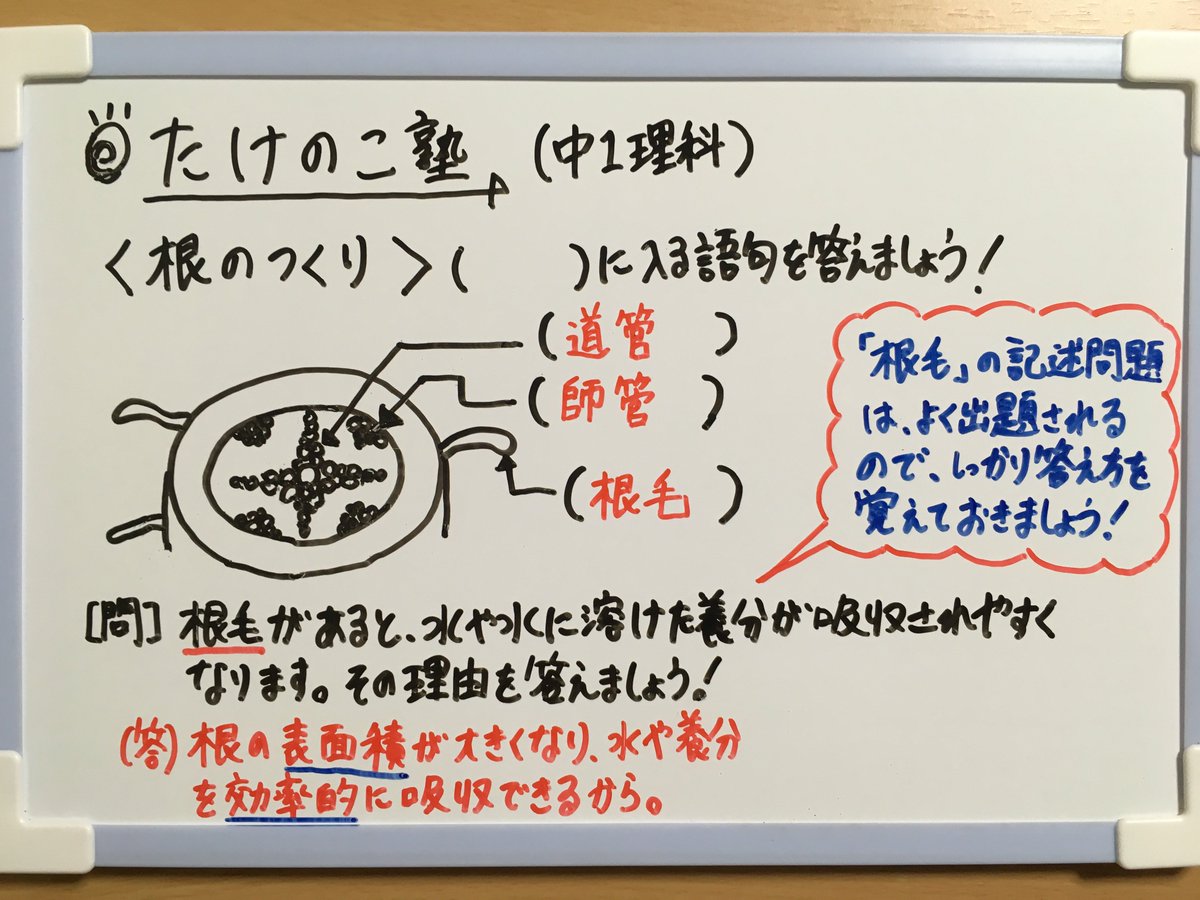 たけのこ塾 Auf Twitter 中1理科 根のつくり と 根毛 についての問題の写真をアップしました 根毛 の記述問題は特によく出題されるので 答え方をしっかり覚えておきましょう 問題の正解と解説は図をご覧ください 勉強垢 理科 生物 中1