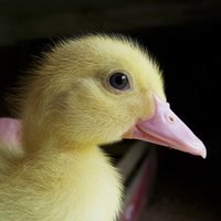 ChebseybankFarm's tweet photo. Welcome our new duck, Riot! #ducks https://t.co/jNoiyZNfzL