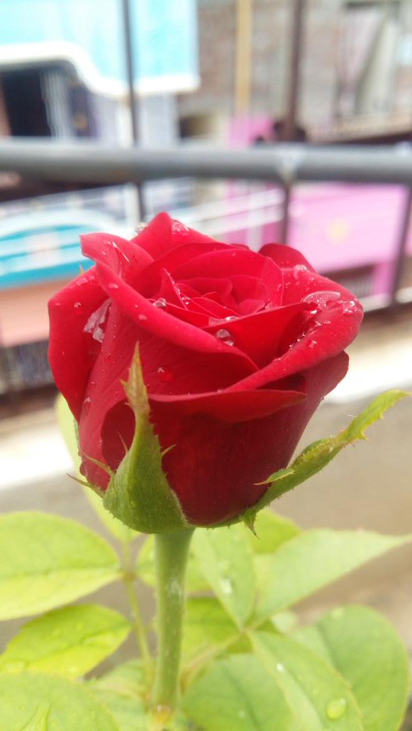 SweetyBanu2's tweet photo. 💝🌹 https://t.co/fNJNA7Qson