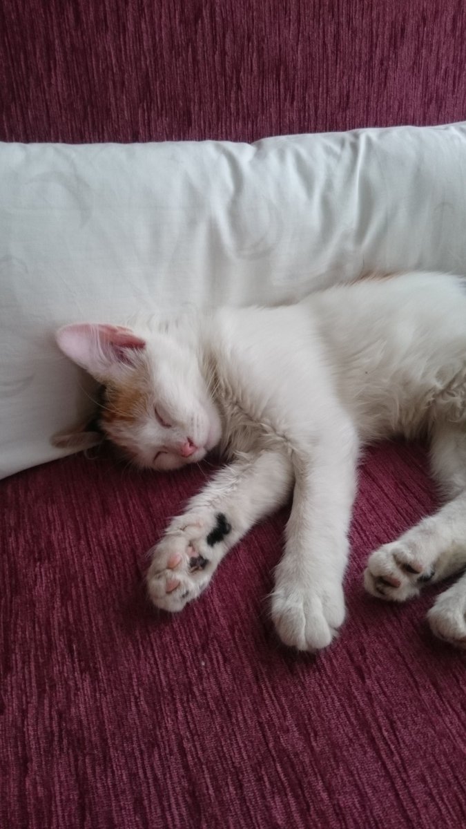 Стана, дойде да ме провери, пак си легна и пак нани. Бебе сладко 💜