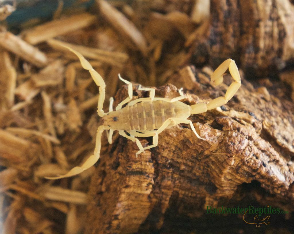 How to Set Up a Scorpion Enclosure - buff.ly/2sNpIur via <a href="/backwtrreptiles/">Backwater Reptiles</a> #scorpions #exoticpets