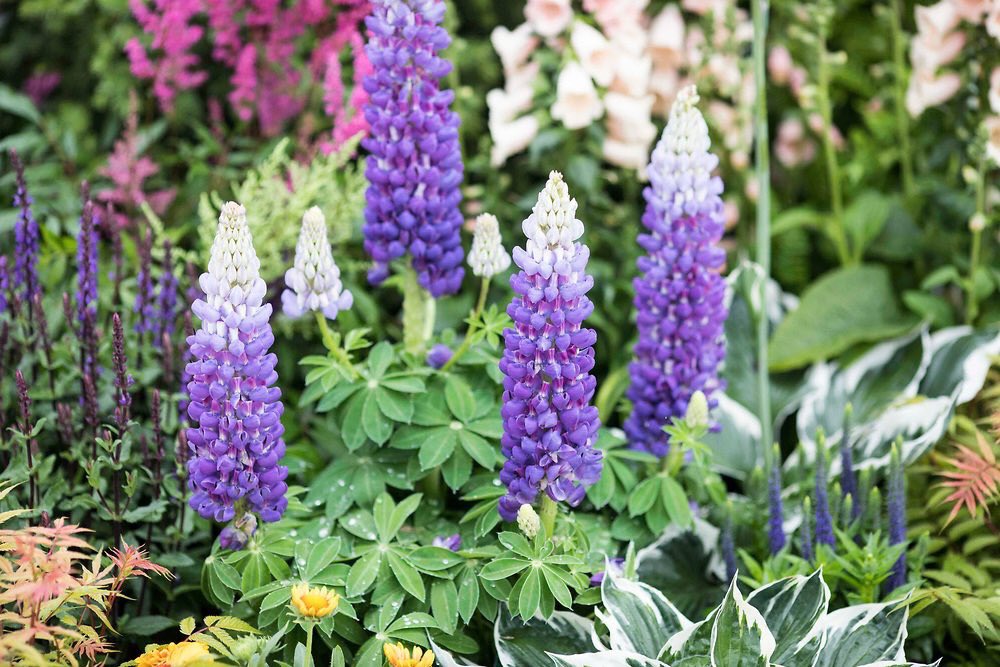 The_RHS's tweet photo. Update: we plan to open #RHSChatsworth tomorrow at 10am as scheduled. Please keep an eye on here and the RHS website for any updates! https://t.co/NUoXsOOfWI