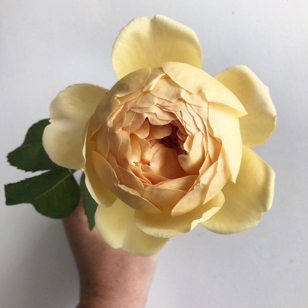 Yellow Rose bridgetbeth.com/2017/06/06/yel…
