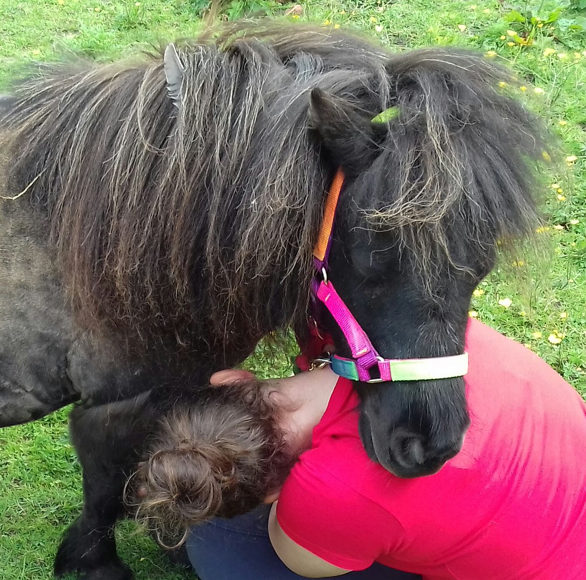 Toppystarponies's tweet photo. Bonny  cuddles  for  Fynn @Toppystarponies  #ponylove #cantbeataminishetland #therapypony #spreadingloveandjoyponystyle https://t.co/8zpIvjvc4a