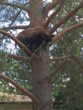 rcmpmb's tweet photo. #rcmpmb made a new friend in Glenboro &amp; convinced him to stay in his tree until Conservation Officers arrived. #heybooboo #bebearsmart https://t.co/I7a5LNcvId