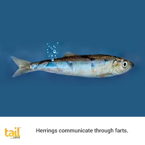 tailians's tweet photo. The high-pitch #underwater sounds created through farting help the fish communicate without alerting predators. #FunFacts #MarineLife https://t.co/rSMhIYUyTk