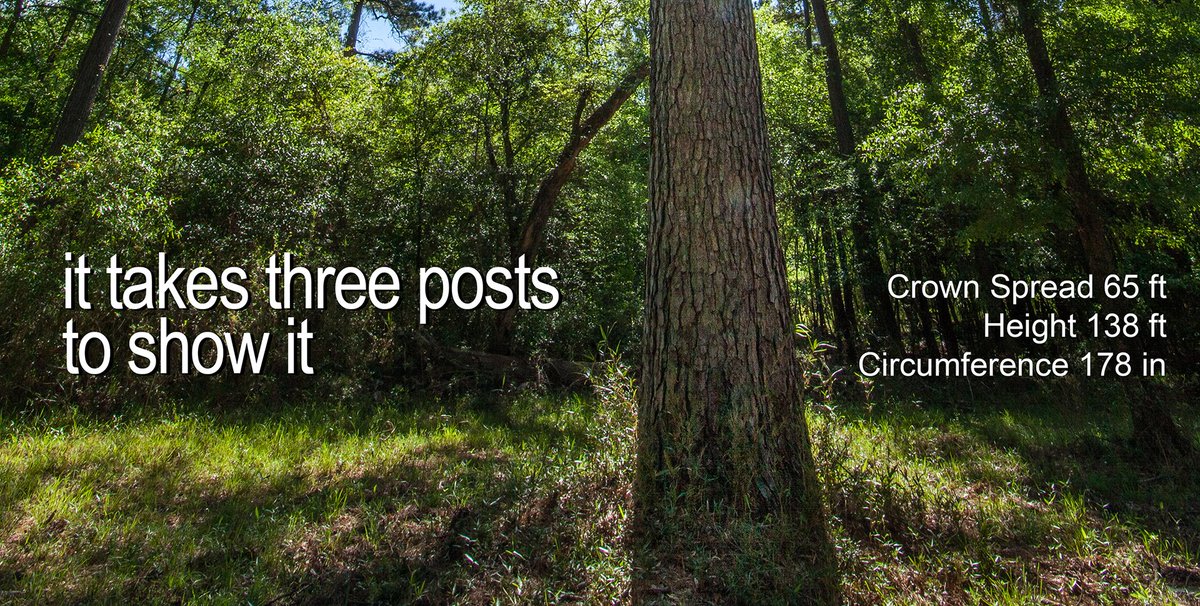 TXForestService's tweet photo. Retweet this photo first. #TXBigTreeRegistry (1 of 3) https://t.co/LY3Azk3ytK
