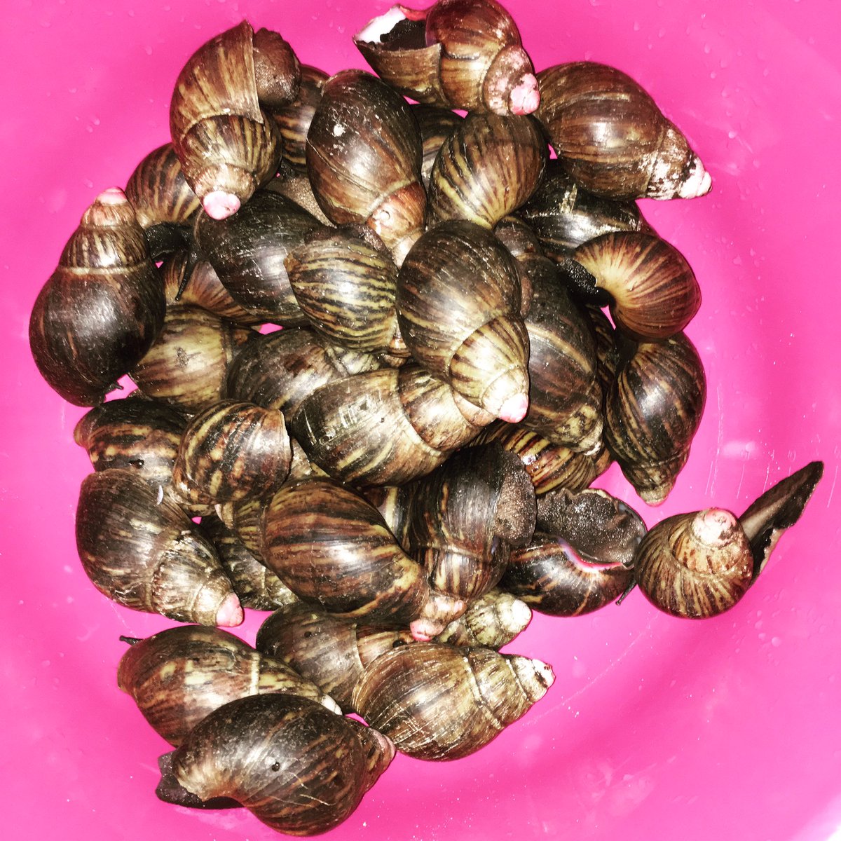 slowsteadyfarms's tweet photo. SNAILS For SALE.#snails #organicfood #food #catering #farming #lagos #snailshell #agriculture #forsale #healthy https://t.co/RyUS9XciIf