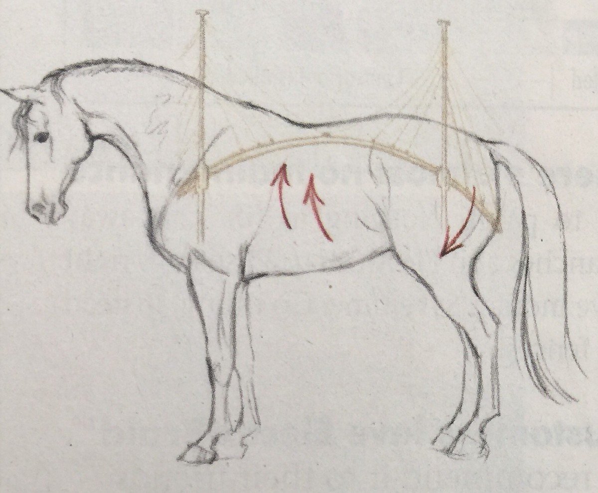 Lyons_Gate_Farm's tweet photo. The Physics of Flexion in the Dressage Horse
https://t.co/iJ8MEkO9Mq
#lyonsgatefarm #lyonsgatedressage #flexiondressagehorse https://t.co/eiqEwVS8js