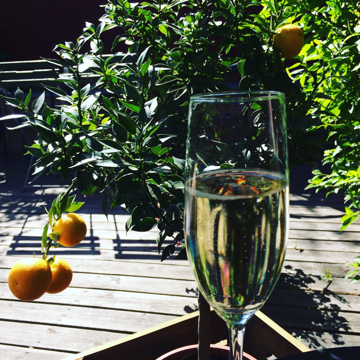 MiaTroberg's tweet photo. Vilken härlig dag med picknick och sen champagne, bok och sol. #champagne https://t.co/G9z6p802cX