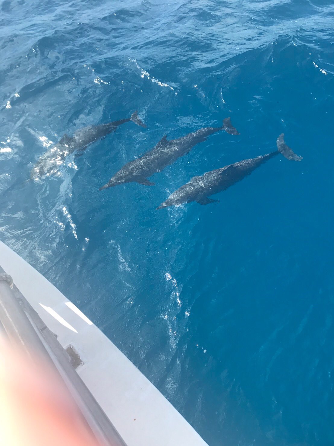 Mcgenki トローリング で シイラ は釣れなかったけどイルカに会えて満足 Kマート行ったら日本であまり買えない Kastmaster や本物の魚をワームみたいに加工したレアなやつget ポケモンgo で南国限定の サニーゴ もget グアム Guam 海釣り