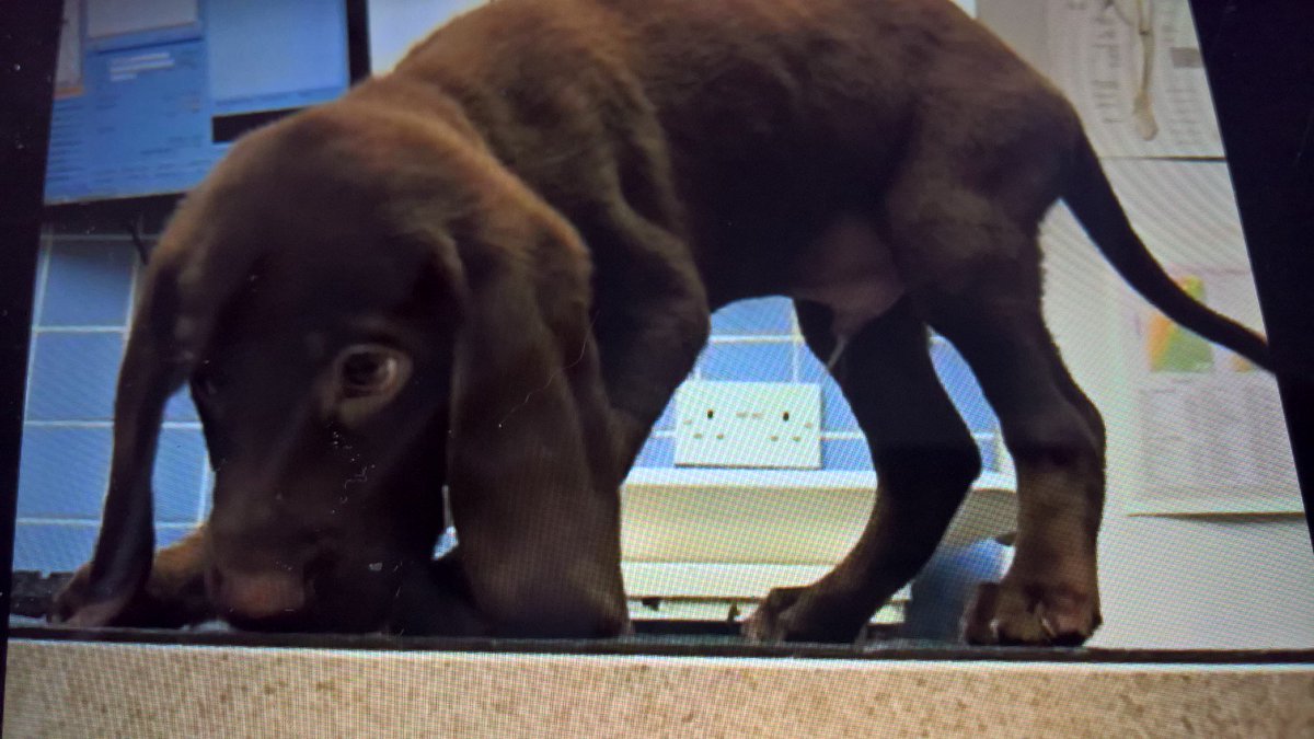 frankie and bennie (@valerietom) on Twitter photo 