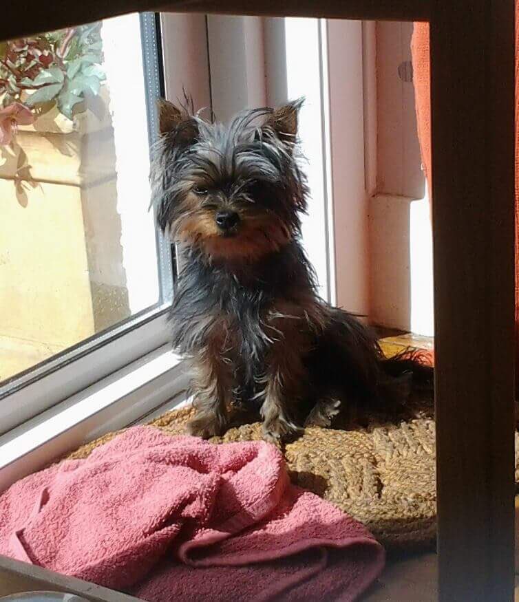 JoHindsDogHelp's tweet image. Snuffles #YorkshireTerrier, she now comes back #offlead &amp;amp; waits patiently for her harness to be put on &amp;amp; off 👍🏻🐾🐶 #johinds #recall #ruislip