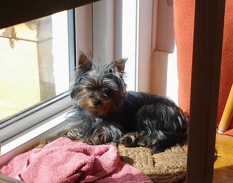 JoHindsDogHelp's tweet image. Snuffles #YorkshireTerrier, she now comes back #offlead &amp;amp; waits patiently for her harness to be put on &amp;amp; off 👍🏻🐾🐶 #johinds #recall #ruislip