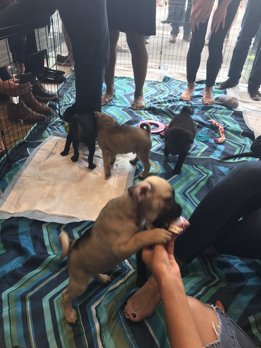 P_Whitt22's tweet photo. Time to #Unleash17 the puppies! Come by the @ATLTechVillage and help find these pups a home! https://t.co/bMgpv35c4u