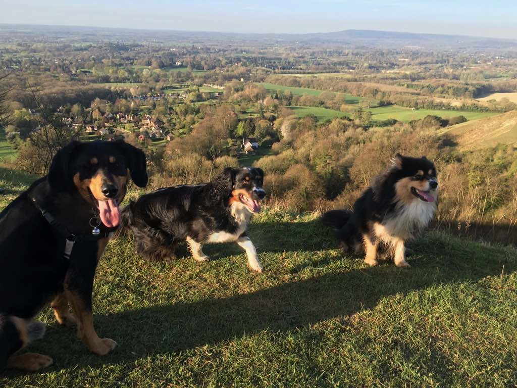 Anna and Max are the two doggie people in our team. Here are Anna's canine companions at the top of #Reigate Hill. Where do you go? 😊