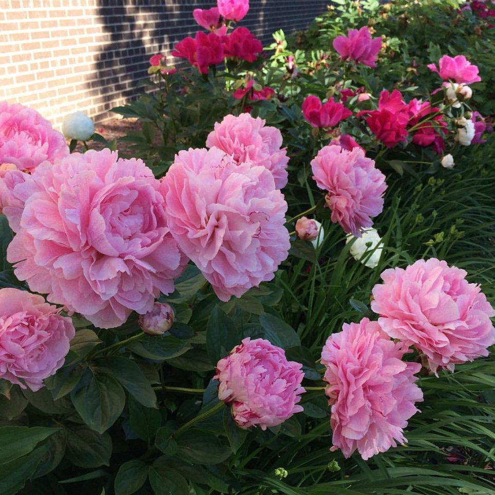 UWW_Library's tweet photo. Take a stroll down the east side of the #andersenlibrary building to see these beauties! https://t.co/2oAadrZF8m