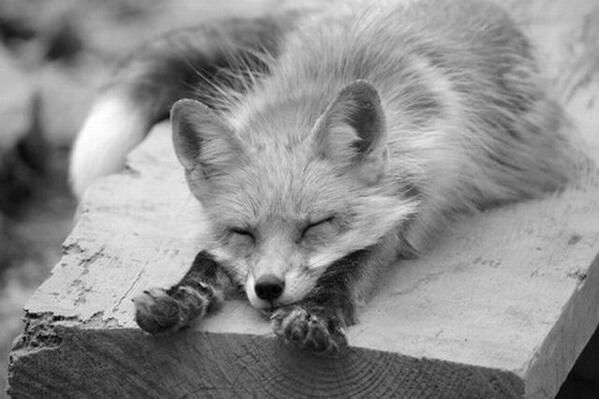 Animallandstore's tweet photo. おやすみなさい Zzzz 今日もお疲れ様でした　Zzzz　

寝る前に大事な人にRT💓

#勝手に名言集　#今日のにゃんこ特集　こちらのハッシュタグで毎週にゃんこを特集します！忘れずに！#500円引きクーポン発行中まずはDM今月終了　#猫好きな人と繋がりたい https://t.co/YAO4M09dBO