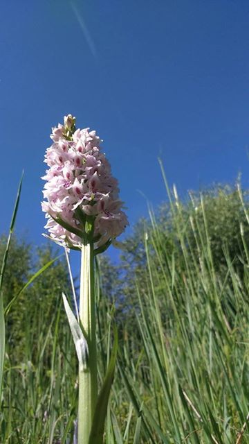 hantsconnect's tweet image. Wild #orchids are putting on a beautiful display like these on our sites at #Shawford and Bishops Waltham hants.gov.uk/thingstodo/cou…