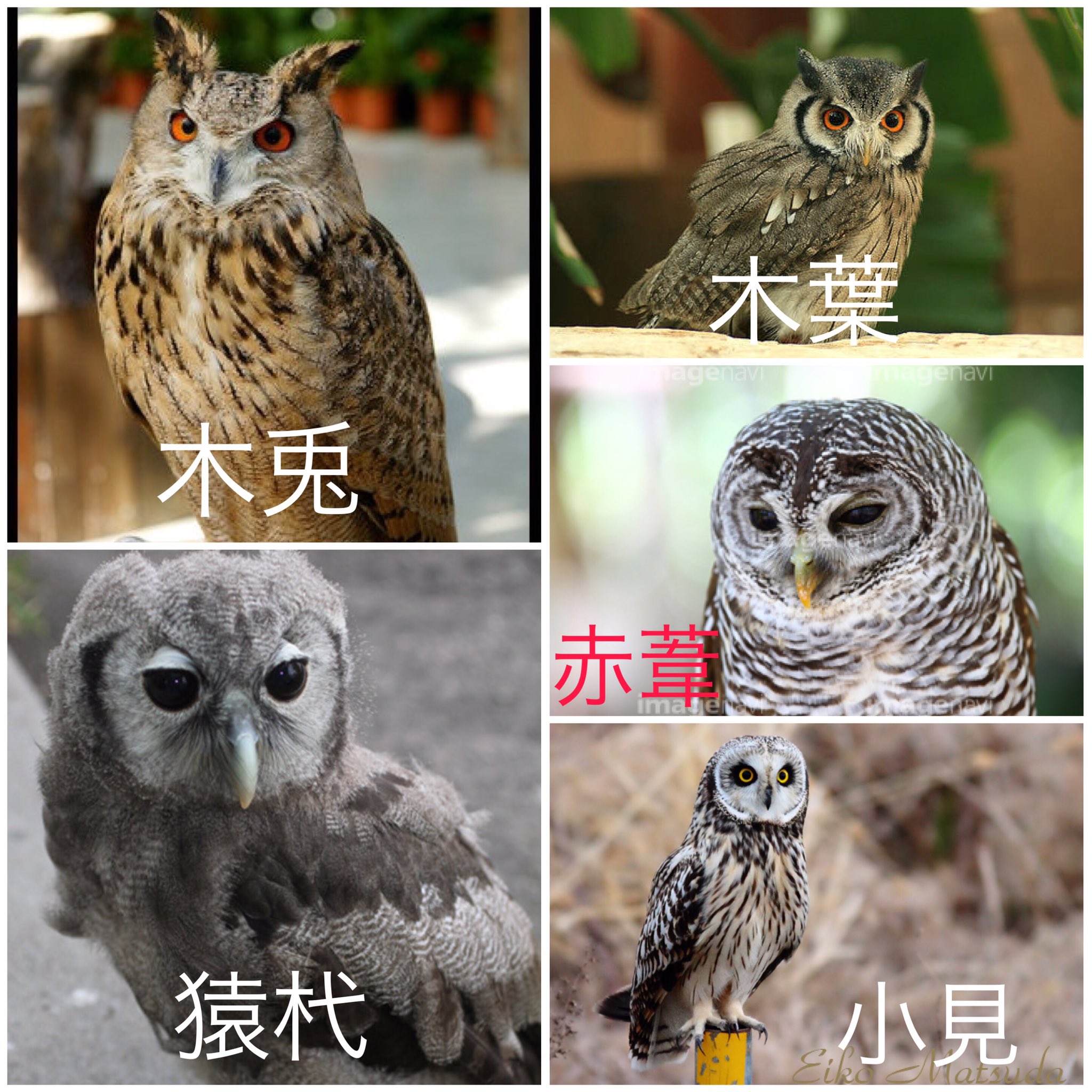 ログアウト ー 梟谷のみなさん 気になったのでまとめてみた 梟谷 ふくろう T Co Zhkqjuzws3 Twitter